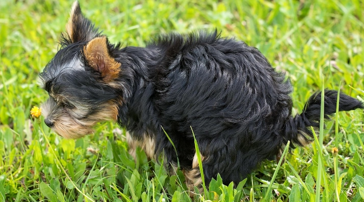 Kleiner Hund der gerade sein "Geschäft" in einer Wiese verrichtet