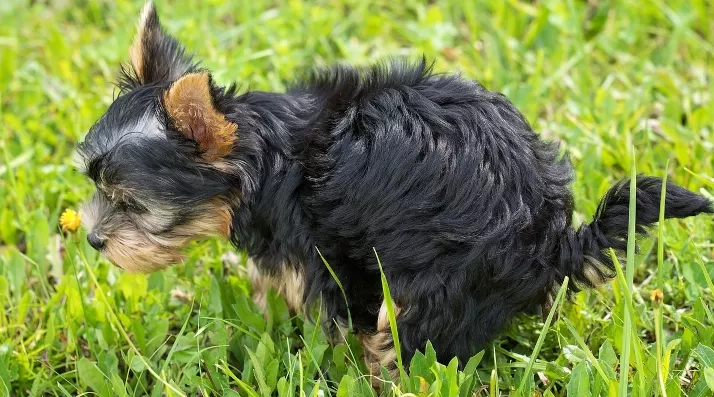 Kleiner Hund der gerade sein "Geschäft" in einer Wiese verrichtet